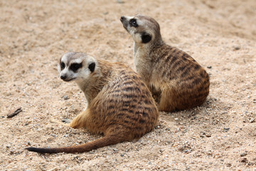 Fototapeta premium Meerkat (Suricata suricatta), also known as the suricate.