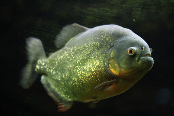 Red-bellied piranha (Pygocentrus nattereri)