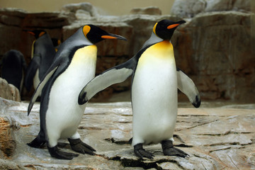 King penguin (Aptenodytes patagonicus).
