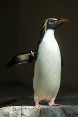 Northern rockhopper penguin (Eudyptes moseleyi).
