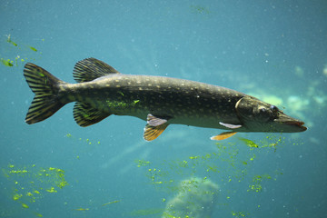 Northern pike (Esox lucius).