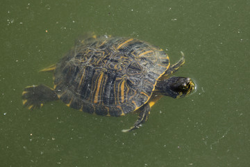 Red-eared slider (Trachemys scripta elegans).