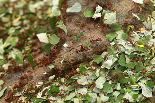 Leafcutter ants (Atta sexdens).