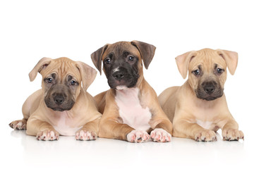 Group of Amstaff dog puppiesre terrier puppy