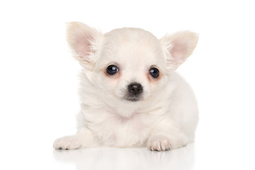 Tiny Chihuahua puppy