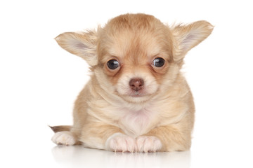 Cute Chihuahua puppy on white background