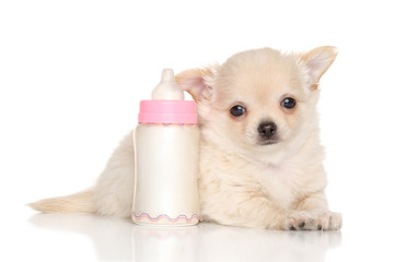 Chihuahua puppy near baby bottle
