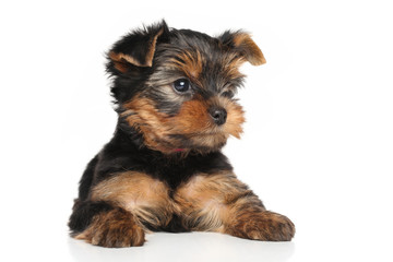 Yorkshire terrier puppy