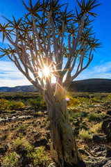 Köcherbaum (Aloe dichotoma), Köcherbaumwald
