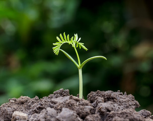 Small plant seedling