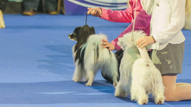 Exhibiting dogs at showroom