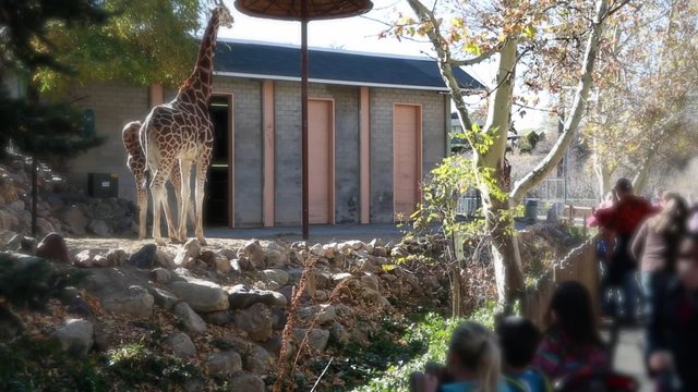families watching the giraffes at the zoo