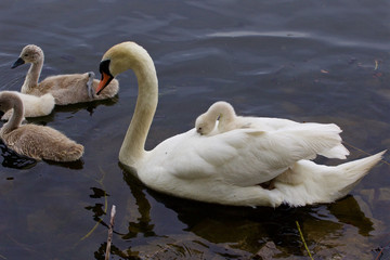 Funny cute chick is riding on the back of the big swan