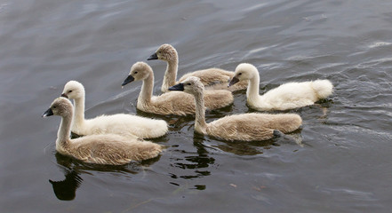 Six cute young swans are swimming together
