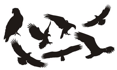 Eagle Silhouette Set. White-tailed eagle in flight silhouettes vector set