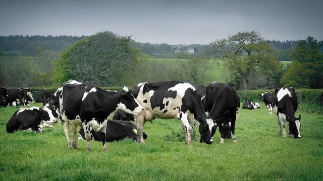 Cows Grazing In The Field
