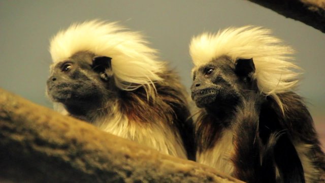 Monkeys with Crazy Hair