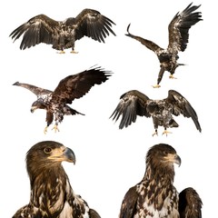 Hawk, Bird, Eagle.