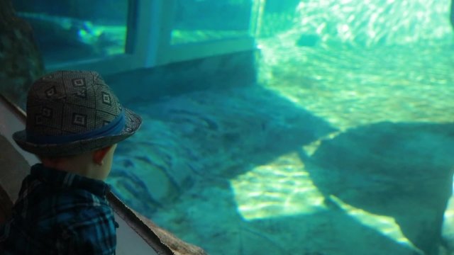 toddler watching a seal in zoo aquarium
