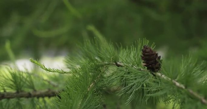 larch tree with cones in summer day
