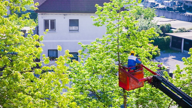 Cutting trees in city