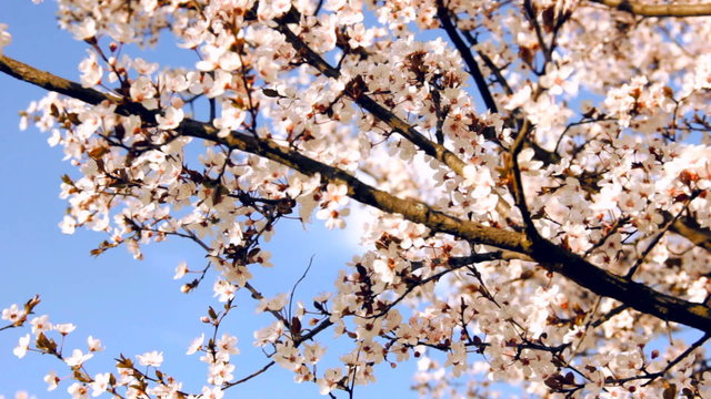 Under cherry tree sliding while blossom with blue sky in background