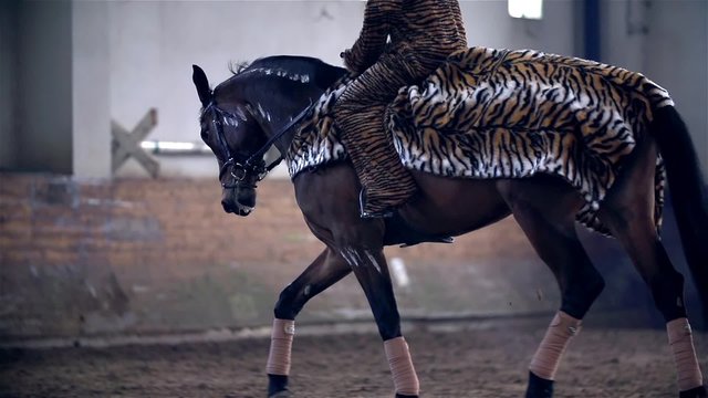 Tiger Dressed Horse Running in Riding Hall