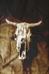 grunge bulls skull