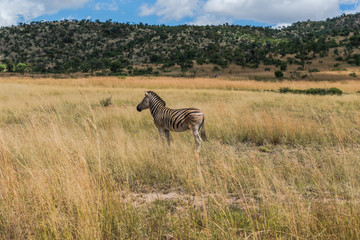 Zebra. Pilanesberg national park. South Africa.
