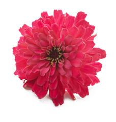 pink flower on a white background