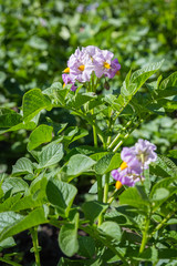 Potato bush blooming with violet flowers