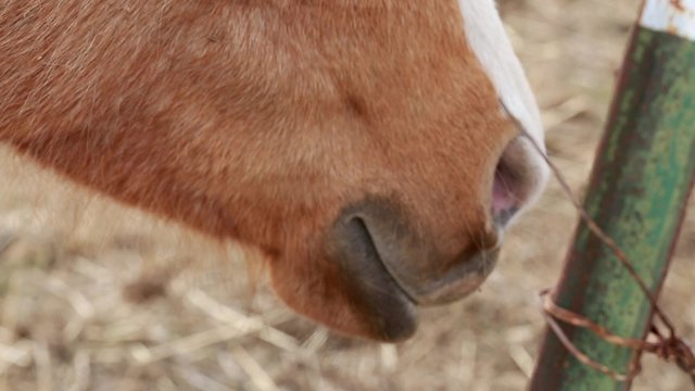 a horses head panning shot