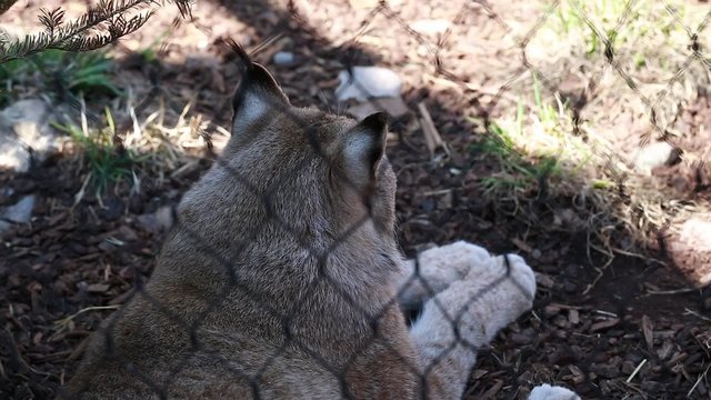a lynx in the zoo