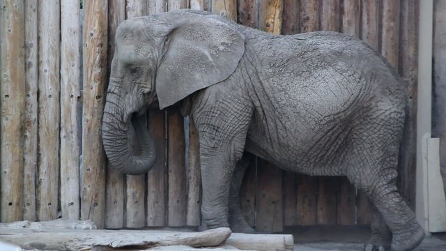 Elephant throwing dirt with trunk