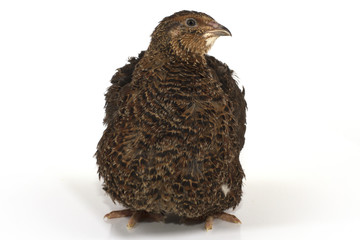 quail on a white background