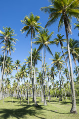 Fototapeta premium Bright grove of tall palm trees in a plantation on the Coconut Coast Nordeste Bahia Brasil