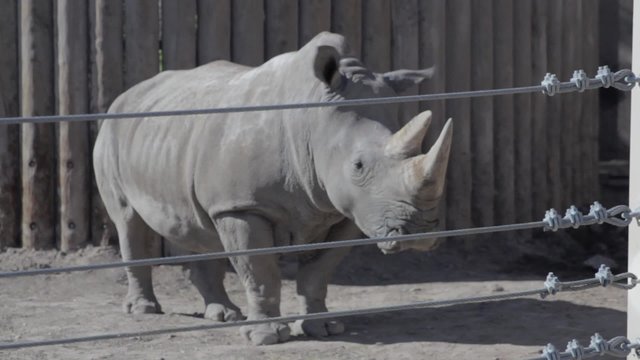 a rhino at a zoo in captivity