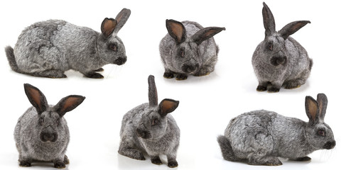 rabbits on a white background