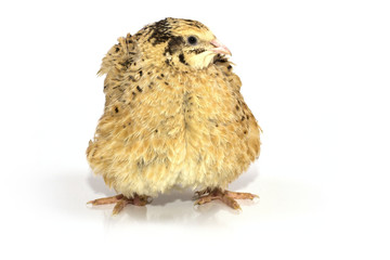 quail on a white background