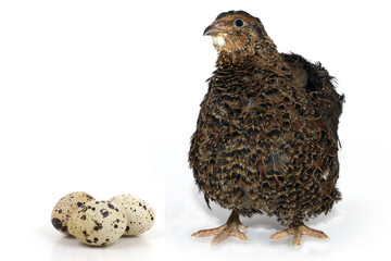 quail on a white background