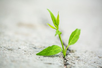 Hope, Light at the End of the Tunnel, Growth.