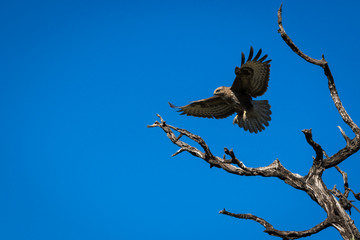 Predator against the blue sky