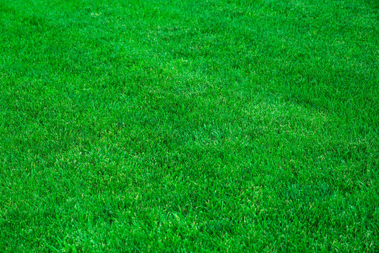  Perfect Green Grass Lawn