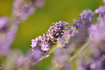 Obraz premium lavender