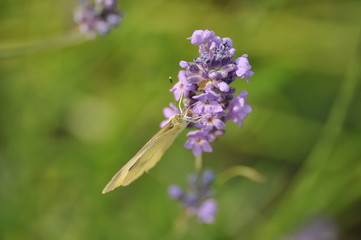 lavender
