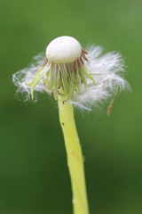 Dandelion on a tall stalk on a background of green field