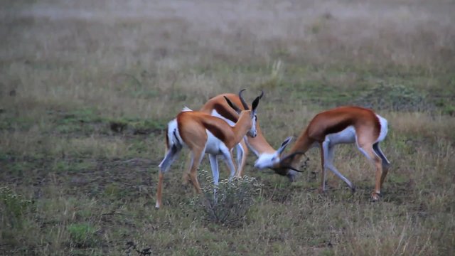 Springbok Fighting