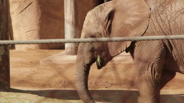 Baby Elephant in Captivity