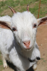 Obraz premium White goat on a background of green grass