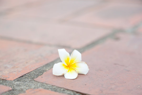 Fototapeta White flower on the ground